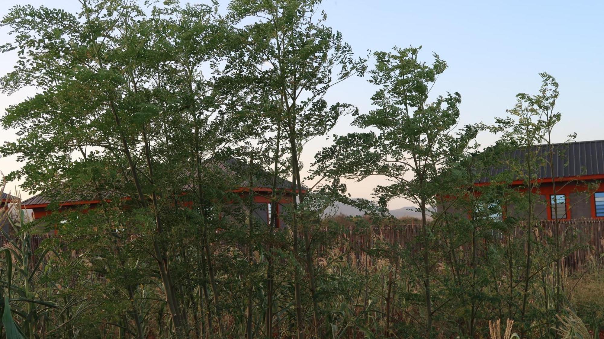 Tausa Tsavo Eco Lodge Voi Exterior photo