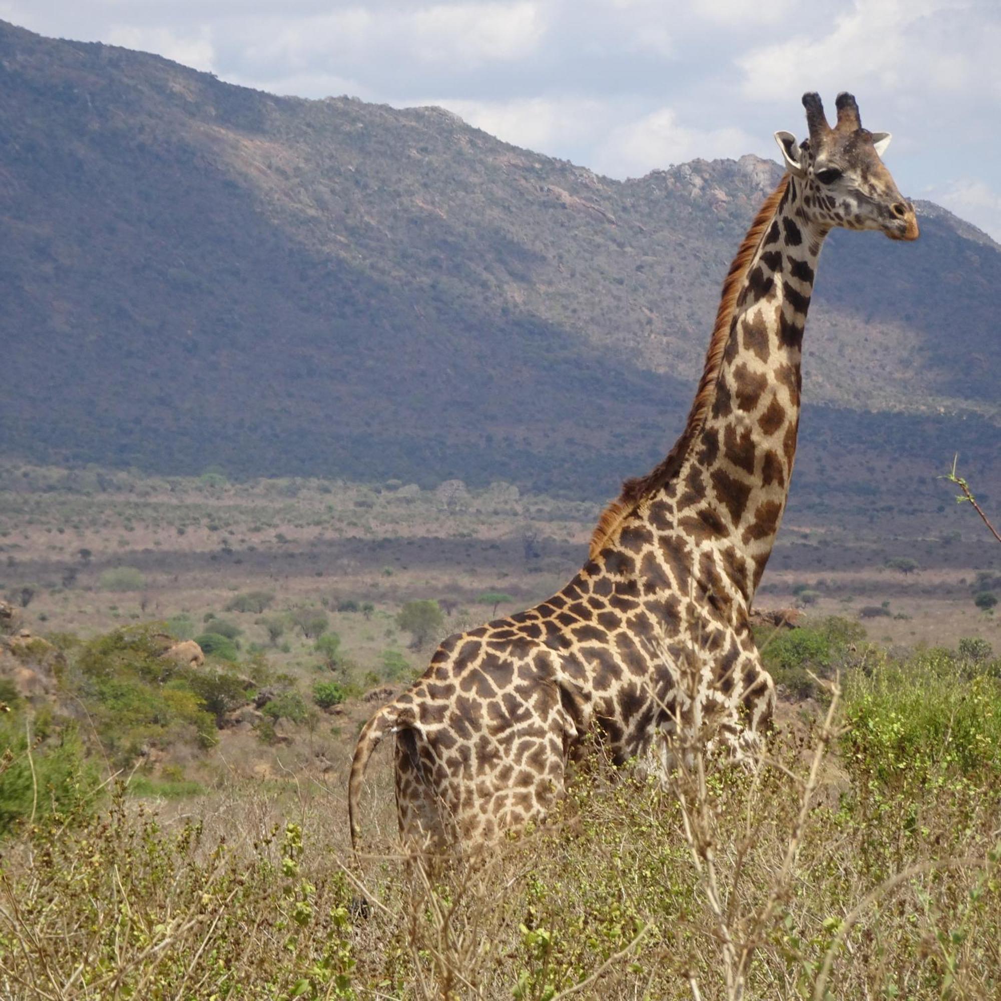 Tausa Tsavo Eco Lodge Voi Exterior photo